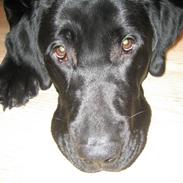 Labrador retriever buster