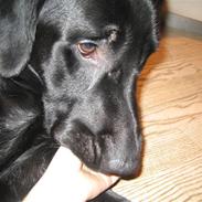 Labrador retriever buster