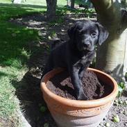 Labrador retriever Aura