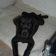 Labrador retriever Aura