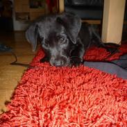 Labrador retriever Aura