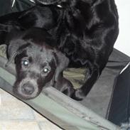 Labrador retriever Aura