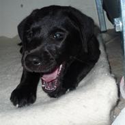 Labrador retriever Aura