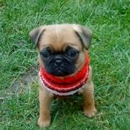 Blanding af racer Ludvig