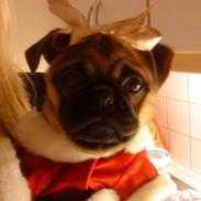 Blanding af racer Ludvig