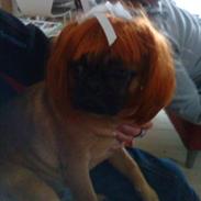 Blanding af racer Ludvig