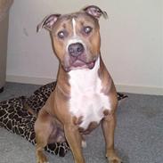 Blanding af racer chico