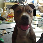 Blanding af racer chico