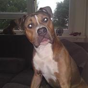 Blanding af racer chico