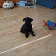 Blanding af racer Fie