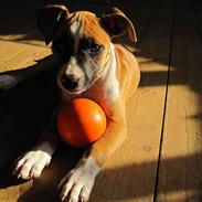 Amerikansk staffordshire terrier *C*A*N*A*