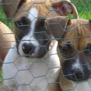 Amerikansk staffordshire terrier *C*A*N*A*