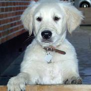 Golden retriever Luca