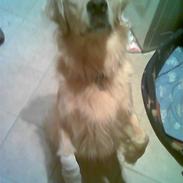Golden retriever Luca