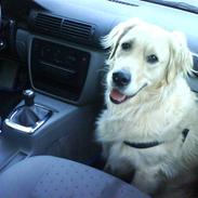 Golden retriever Luca