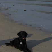 Labrador retriever Bella