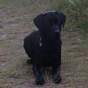 Labrador retriever Aiko