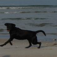 Labrador retriever Aiko
