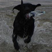 Labrador retriever Aiko