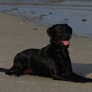 Labrador retriever Aiko