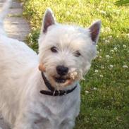 West highland white terrier Oscar Dixie junior