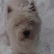 West highland white terrier Oscar Dixie junior