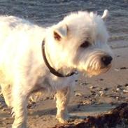 West highland white terrier Oscar Dixie junior