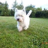West highland white terrier Oscar Dixie junior