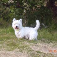 West highland white terrier Oscar Dixie junior