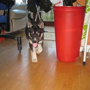 Siberian husky Dominga