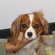 King charles spaniel Nørgaards Frække Frida