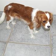 King charles spaniel Nørgaards Frække Frida