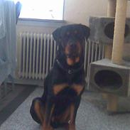 Rottweiler Tyson