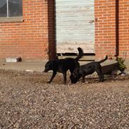 Blanding af racer Fie