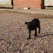 Blanding af racer Fie