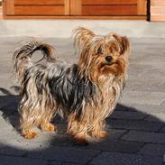 Yorkshire terrier Bertha