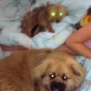 Tibetansk spaniel Walter