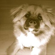 Tibetansk spaniel Walter