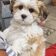 Lhasa apso Silke