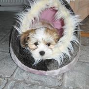 Lhasa apso Silke