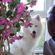 Samojedhund Aslan "SOLGT"