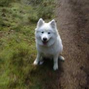 Samojedhund Aslan  "SOLGT"