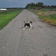 Bullterrier miniature Elton