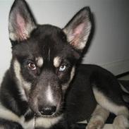 Siberian husky Dominga