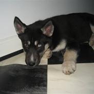 Siberian husky Dominga