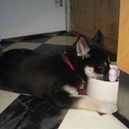 Siberian husky Dominga