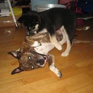 Siberian husky Dominga