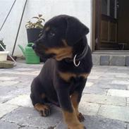 Rottweiler Rocko