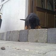 Rottweiler Rocko