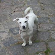 Jack russell terrier molly